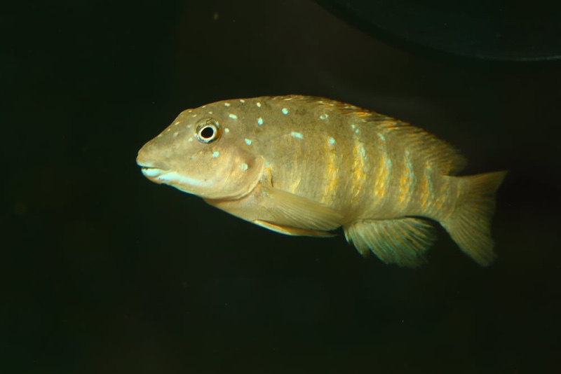 Spathodus sp. 'erythrodon kitumba' Kitumba